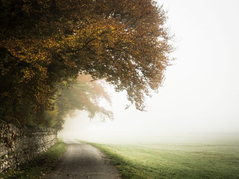 5377543-tree-lane-road-path-grass-fog-mist-fall-autumn-haze-cloudy-track-wall-forest-wood-golden-beech-tree-autumn-colour-autumn-mist-leafe-png-images-1200x900
